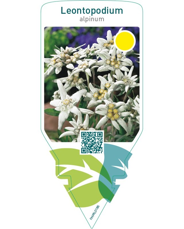 Leontopodium alpinum