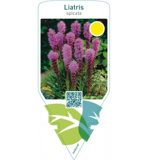 Liatris spicata