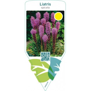 Liatris spicata