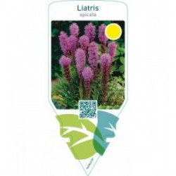 Liatris spicata