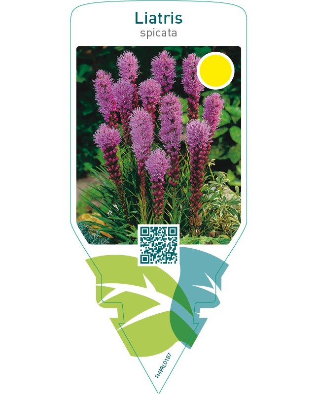 Liatris spicata