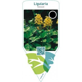 Ligularia hessei