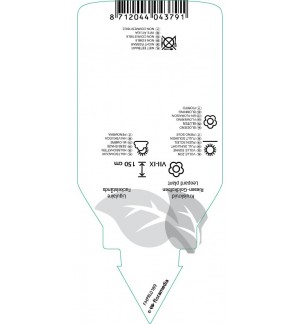 Etichette di Ligularia hessei *