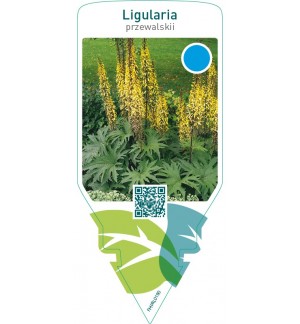 Ligularia przewalskii