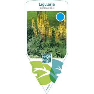 Ligularia przewalskii