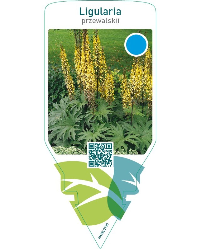 Ligularia przewalskii
