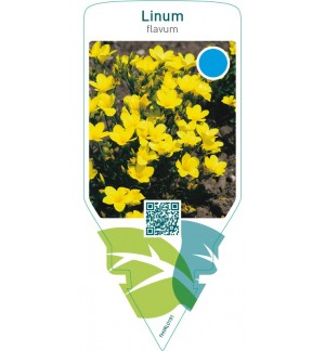 Linum flavum