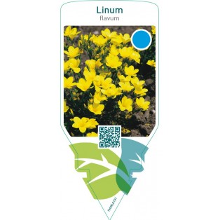 Linum flavum