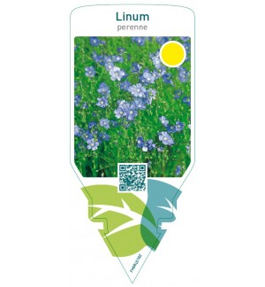 Linum perenne