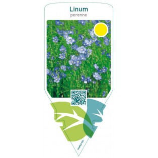 Linum perenne
