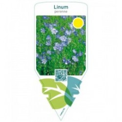 Linum perenne
