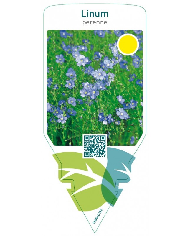 Linum perenne