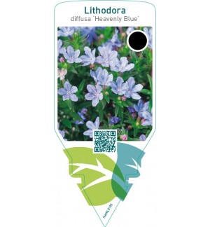 Lithodora diffusa ‘Heavenly Blue’