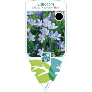 Lithodora diffusa ‘Heavenly Blue’