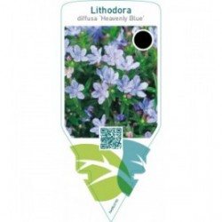 Lithodora diffusa ‘Heavenly Blue’