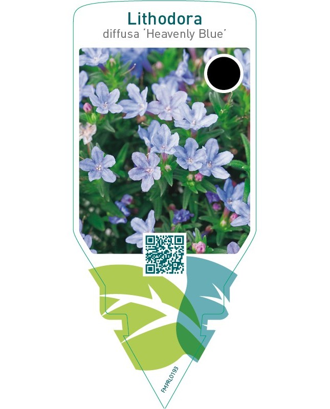 Lithodora diffusa ‘Heavenly Blue’