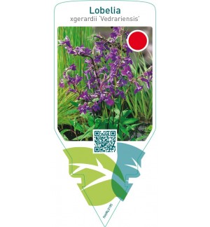 Lobelia gerardii ‘Vedrariensis’