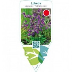 Lobelia gerardii ‘Vedrariensis’