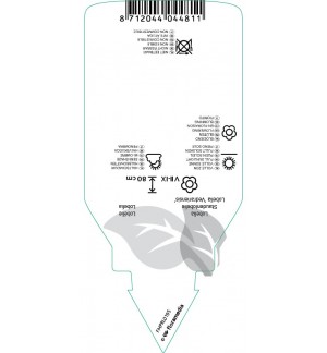 Etichette di Lobelia gerardii ‘Vedrariensis’ *