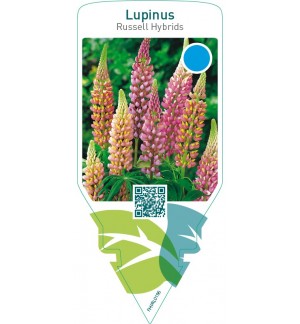Lupinus Russell Hybrids  mix