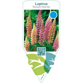 Lupinus Russell Hybrids  mix
