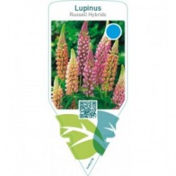 Lupinus Russell Hybrids  mix