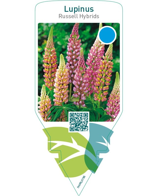 Lupinus Russell Hybrids  mix