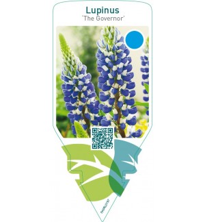 Lupinus ‘The Governor’