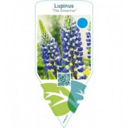 Lupinus ‘The Governor’