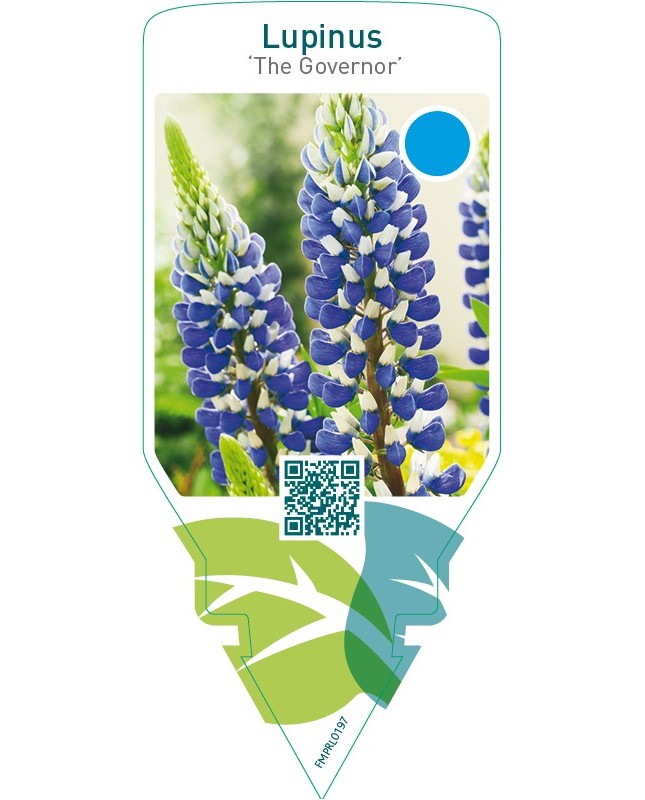 Lupinus ‘The Governor’