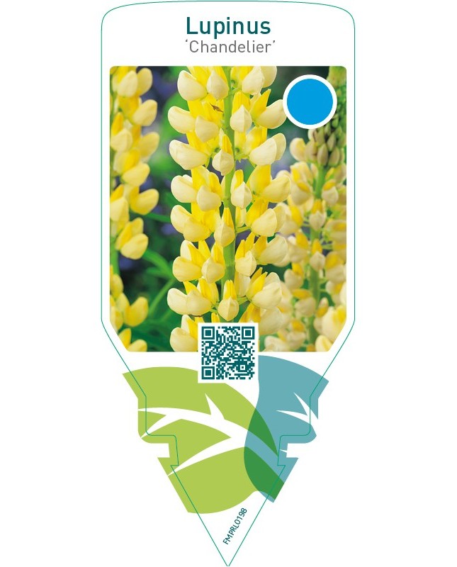 Lupinus ‘Chandelier’