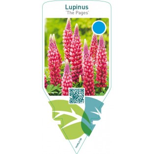 Lupinus ‘The Pages’