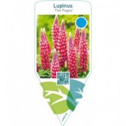 Lupinus ‘The Pages’