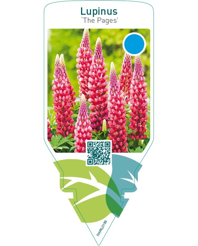 Lupinus ‘The Pages’