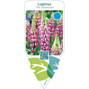 Lupinus ‘The Chatelaine’