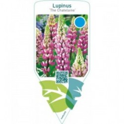 Lupinus ‘The Chatelaine’