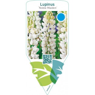 Lupinus ‘Noble Maiden’