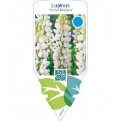 Lupinus ‘Noble Maiden’