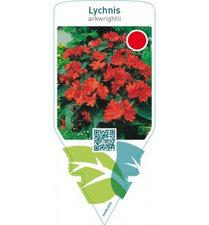 Lychnis arkwrightii  red