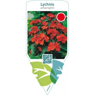 Lychnis arkwrightii  red
