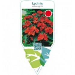 Lychnis arkwrightii  red