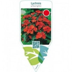 Lychnis arkwrightii  red