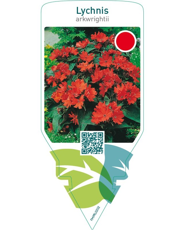 Lychnis arkwrightii  red