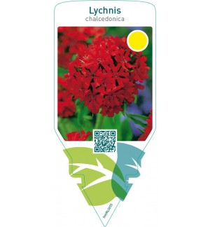 Lychnis chalcedonica