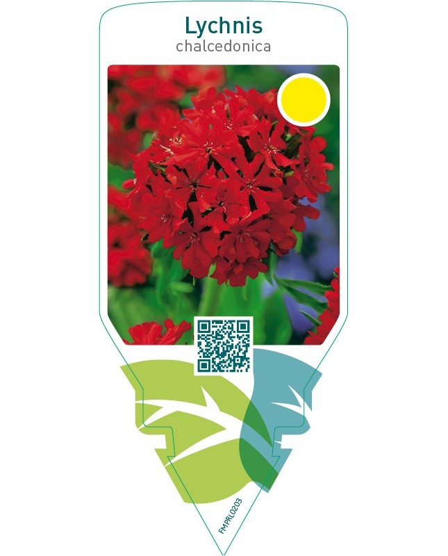 Lychnis chalcedonica
