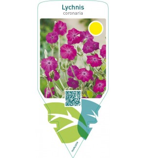 Lychnis coronaria