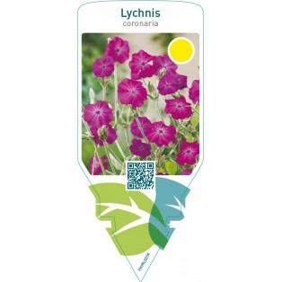 Lychnis coronaria