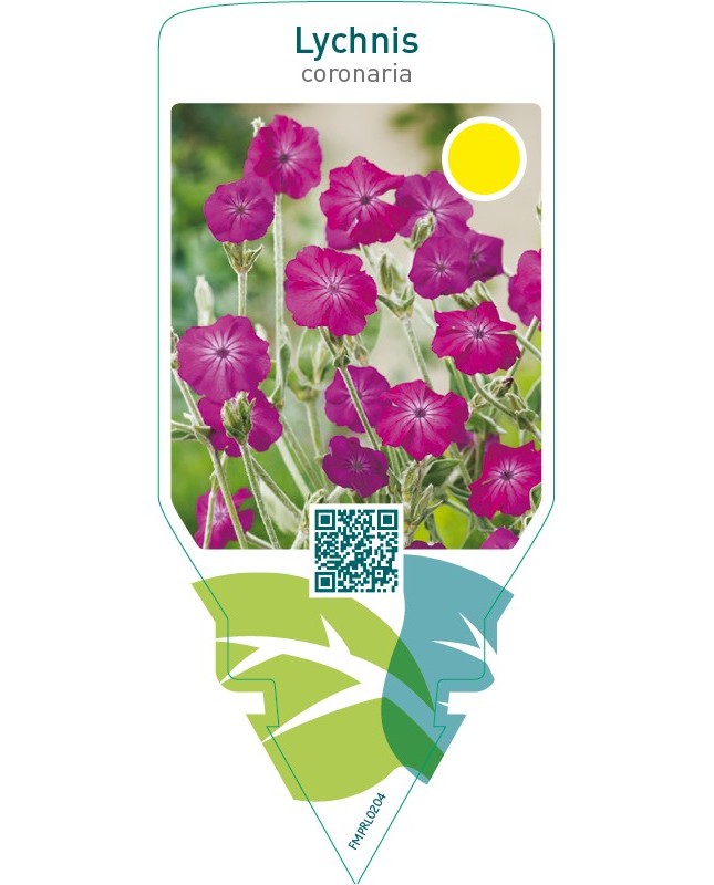 Lychnis coronaria