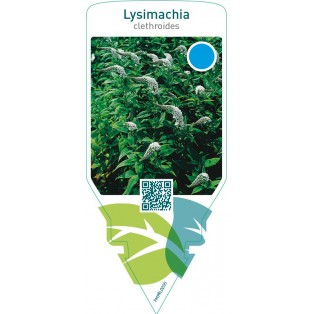 Lysimachia clethroides