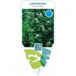 Lysimachia clethroides